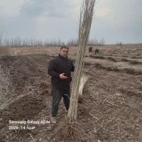 نهالستان پسته گردو