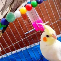 عروس هلندی فول دستی|پرنده|ابهر, |دیوار