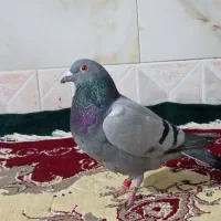 سبز پلاکی گرفتنی