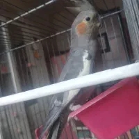 یک عروس هلندی|پرنده|کنگاور, |دیوار