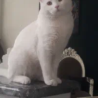 گربه پرشین نر|گربه|مشهد, انقلاب|دیوار