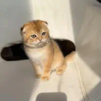 بچه گربه اسکاتیش 2ماهه گلد|گربه|تهران, ارم|دیوار
