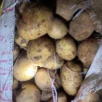 سیب‌زمینی جلی فروشی|خوردنی و آشامیدنی|سجاس رود, |دیوار