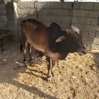 گاو نر