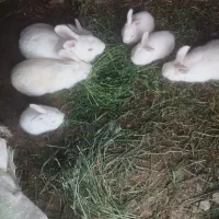 خرگوش|موش و خرگوش|گالیکش, |دیوار