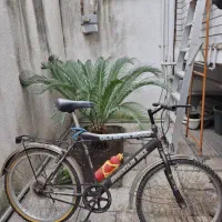 دوچرخه کوهستان|دوچرخه، اسکیت، اسکوتر|آمل, |دیوار