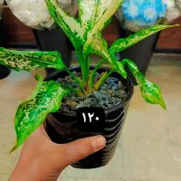 گیاه|گل و گیاه طبیعی|مشهد, تبادکان|دیوار