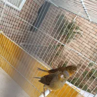 ماده قناری سبز علیخانی و چمنی