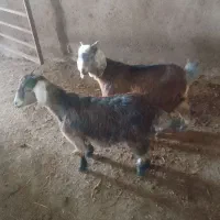 بزغاله چاق|حیوانات مزرعه|ثمرین, |دیوار