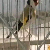 سهره چهارگل