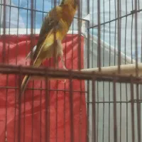 یک عدد قناری