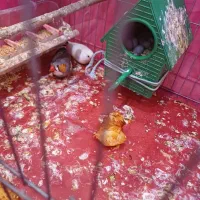 فنج نروماده تازه تخم گذاشتن