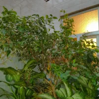 گل بنجامین ابلغ