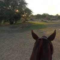 اجاره اسب برای عکاسی در ساحل و طبیعت|خدمات پذیرایی، مراسم|بوشهر, |دیوار