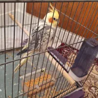 طوطی عروس هلندی رام و دستی و سخنگو نژاد گلباقالی