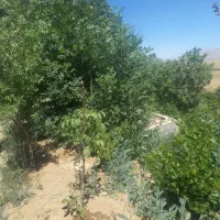 زمین کشاورزی|فروش دفتر صنعتی، کشاورزی، تجاری|بوئین و میاندشت, |دیوار