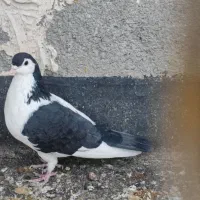 کفتر صید|پرنده|تربت‌حیدریه, میدان مرکزی|دیوار