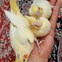 جوجه عروس سرلاکی