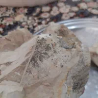 سنگ شجر اصلی فسیل چند میلیون ساله