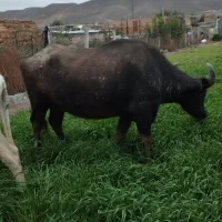 فروشیفوری|حیوانات مزرعه|اصلاندوز, |دیوار