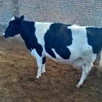 گاو آبستن|حیوانات مزرعه|تربت جام, میان جام|دیوار