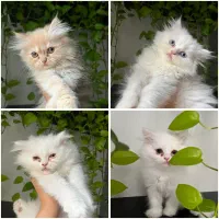 گربه پرشین اصیل ۲ماهه غذاخور