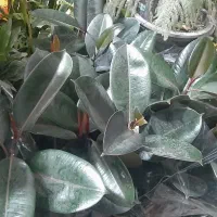 گل های طبیعی ارسال درب منزل|گل و گیاه طبیعی|اردبیل, |دیوار