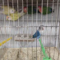 11عددکوتوله برزیلی فول فول اهلی آیهان|پرنده|خوی, |دیوار