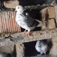 کبوترپرشی|پرنده|انبارآلوم, |دیوار