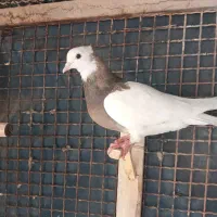 طوق قهوه ای یا تافته ای ماده