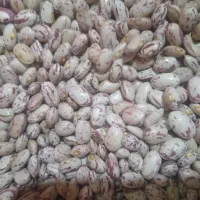 لوبیا چیتی تمیز فریدن