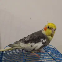 عروس هلندی نر
