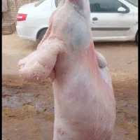 قصاب سیار