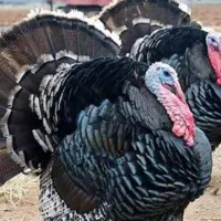 دو عدد بوقلمون نر قیمت ۶۰۰۰۰۰۰