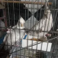 عروس هلندی مولد وسخنگو ومرغ عشق رنگین کمان|پرنده|کهریزک, |دیوار