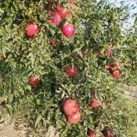 شراکت یا اجاره بلند مدت