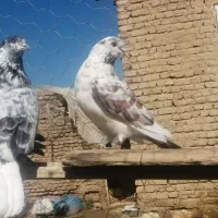 فروش کبوتر