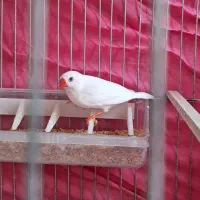 فنچ نر دو ساله سالم