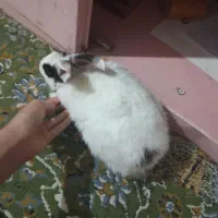 خرگوش