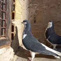 کبوتر خوشرنگ سیا پوش|پرنده|قزوین, |دیوار