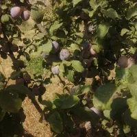 باغ فروشی|فروش زمین و ملک کلنگی|نیشابور, مازول|دیوار