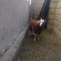 شش عدد کهره|حیوانات مزرعه|دهبکری, |دیوار