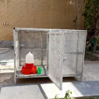 قفس پرنده سهره ماده قناری گلبسر نر|پرنده|شاهین‌شهر, شهرک گلدیس|دیوار