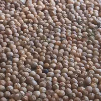 گردو|خوردنی و آشامیدنی|اسفراین, |دیوار