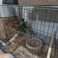 کوتوله فیشر جفت نروماده