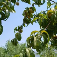 فروش باغ ثمری سیوند|فروش زمین و ملک کلنگی|مرودشت, مسجد رسول‎|دیوار