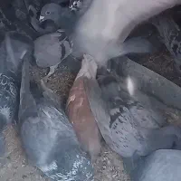 کبوتر