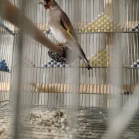 سهره سقا قناری گلبسر|پرنده|کرمان, |دیوار