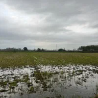 شالیزاری که بوی پول می‌دهد نه برنج|فروش زمین و ملک کلنگی|آستارا, |دیوار