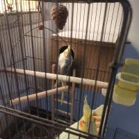 عروس هلندی جفت|پرنده|ساوه, |دیوار